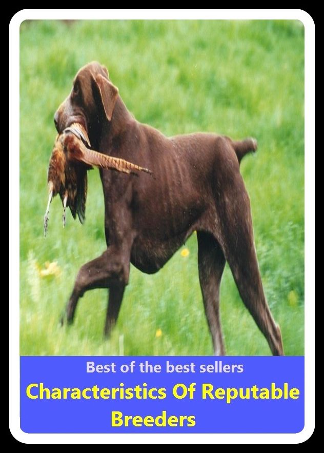 Best of the Best Sellers Characteristics Of Reputable Breeders ( atomic pile, uranium reactor, breeder reactor, tamer, broncobuster, stockkeeper, cattleman, stock raiser, chain-reacting pile, stableman )