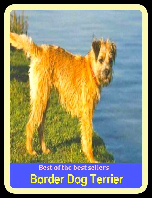 Best of the Best Sellers Border Dog Terrier ( Border, frontier, boundary, borderline, perimeter, marches, bounds, edge, margin, perimeter, circumference)