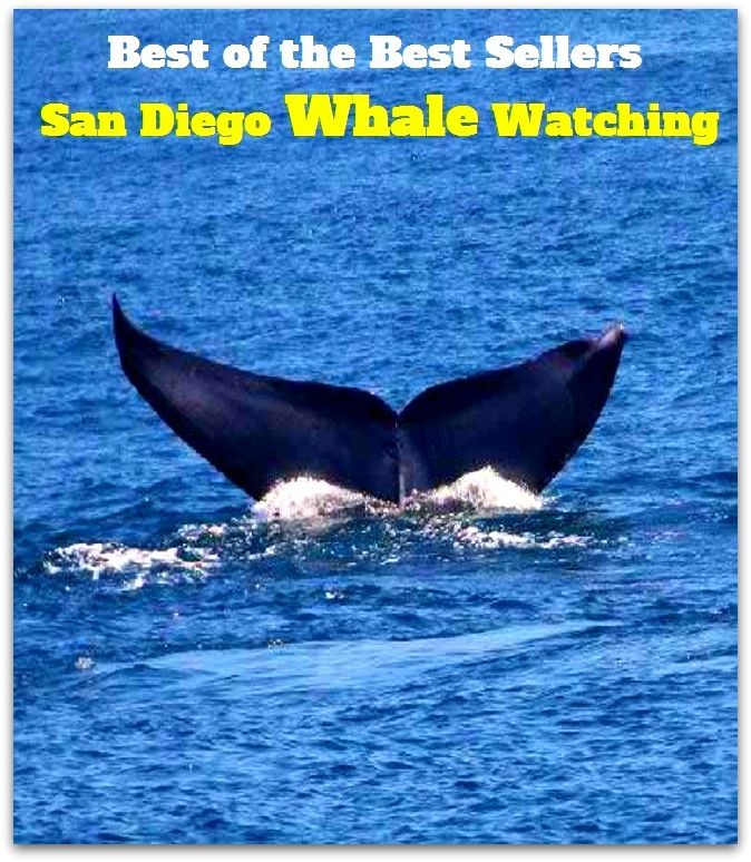 Best of the best sellers San Diego Whale Watching ( travel, driving, excursion, flying, movement, navigation, ride, sailing, sightseeing, tour, trip, journey, amusement, enjoyment, fun, hobby, pleasure, relaxation, refreshment )