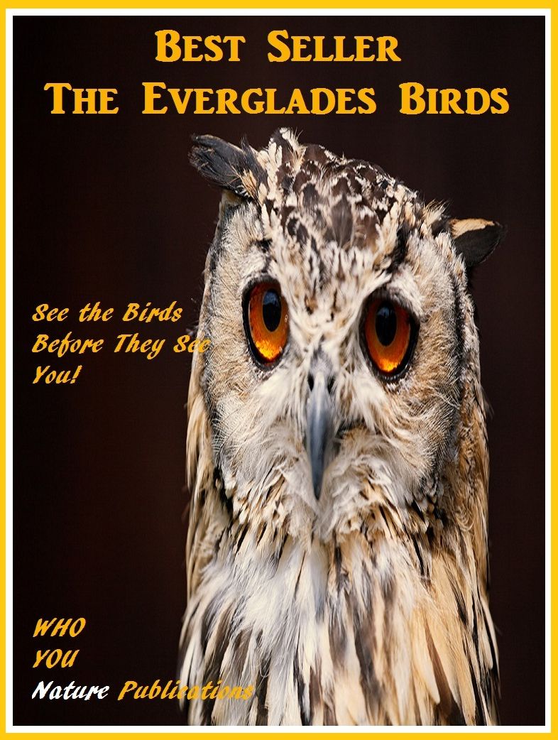Best Seller The Everglades Birds Photography ( sensual, bodily, physical, corporeal, photo, picture, snap, snapshot, image, photograph )
