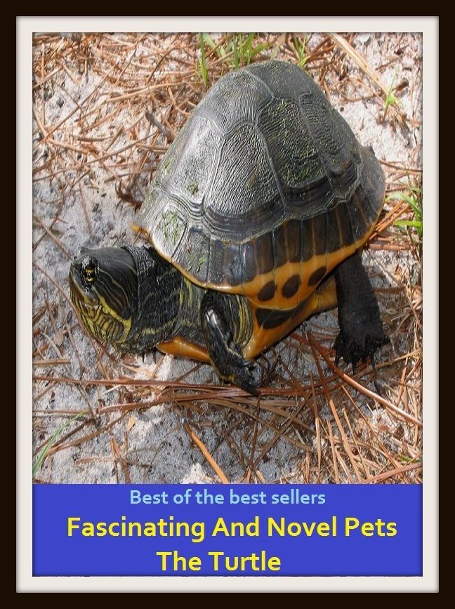 Best of the Best Sellers Fascinating And Novel Pets The Turtle ( annoyance, nagging, molestation, bother, chagrin, provocation, deary, minion, dear, joy )