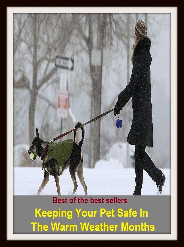 Best of the Best Sellers Keeping Your Pet Safe In The Warm Weather Months ( annoyance, nagging, molestation, bother, chagrin, provocation, deary, minion, dear, joy )