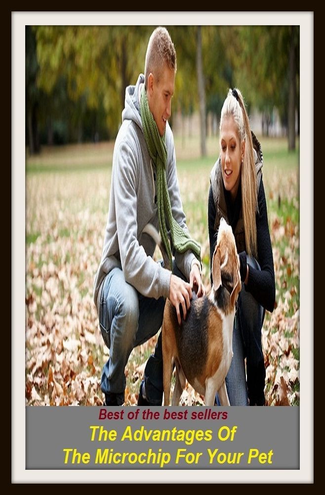 Best of the Best Sellers The Advantages Of The Microchip For Your Pet (dear, favorite, annoyance, nagging, molestation, bother, chagrin, deary, minion)