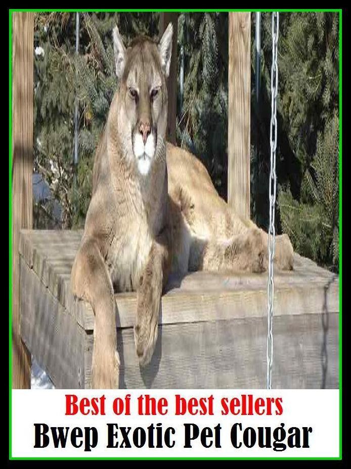 Best of the best sellers Exotic Pet Cougar ( cherished, darling, rdear, deare, arendearing, favored, loved, preferred, special, affectionate )
