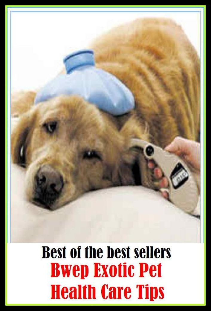 Best of the best sellers Exotic Pet Health Care Tips ( attempt, endeavor, endeavor, effort, attention, taking care, looking after, charge, anxiety, guardianship )