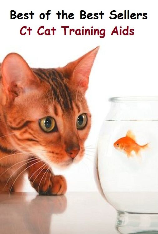 Best of the Best Sellers Ct Cat Training Aids (ailment, agriculturist, agronomics, agronomist, aground, ahead, ague, aim at, air corps, air built