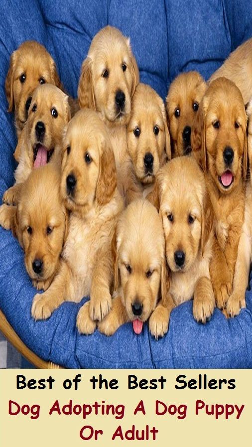 Best of the Best Sellers Dog Adopting A Dog Puppy Or Adult ( Dog, hound, canine, mongrel, mutt, cur, pup, puppy, doggy/doggie, pooch, furball, man's best friend )