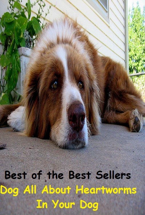 Pets: Best of the Best Sellers Dog All About Heartworms In Your Dog ( Amor, zone, Benzedrine pill, zeal, Christian love, worship, Dexamyl pill, will, Dexedrine pill, warmth of feeling )