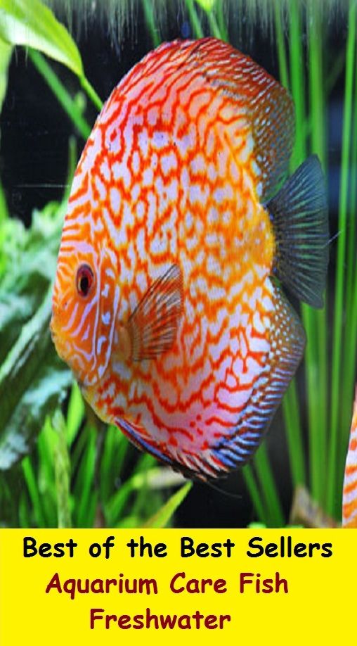 Best of the Best Sellers Aquarium Care Fish Freshwater ( go fishing, angle, cast, trawl, troll, seine, goblin, hobgoblin, gnome, halfling )