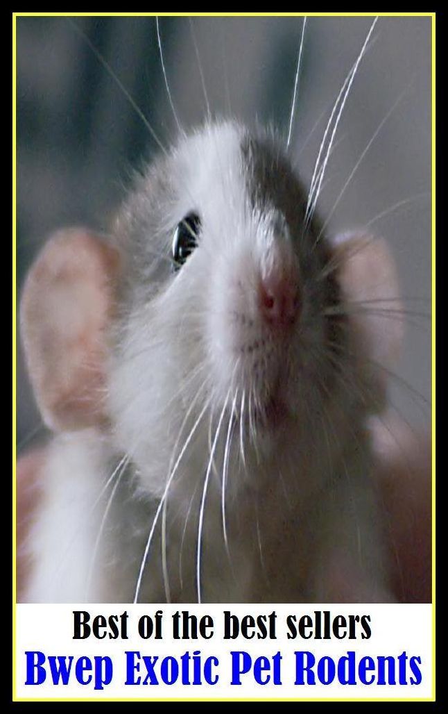 Best of the best seller Bwep Exotic Pet Rodents ( cherished, darling, rdear, deare, arendearing, favored, loved, preferred, special, affectionate )