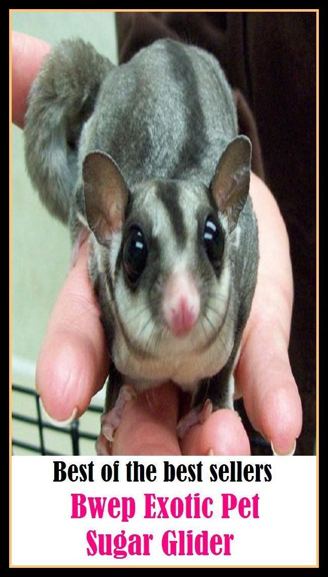 Best of the best seller Bwep Exotic Pet Sugar Glider ( ambrosia, wampum, artificial sweetener, treacle, baby, the needful, blackstrap, sweets, boodle, sweetie, bread, sweetening, buttercup )