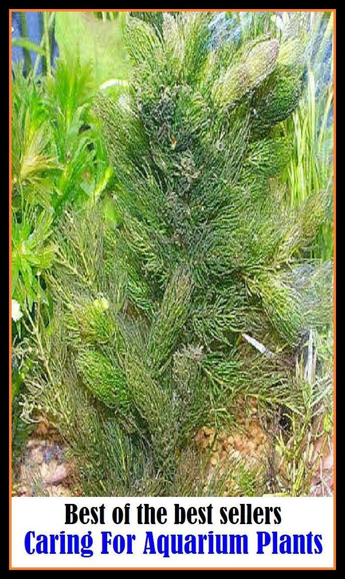Best of the Best Sellers Caring For Aquarium Plants ( be concerned, worry oneself, trouble oneself, concern oneself, bother, mind, be interested, give a damn, give a hoot )