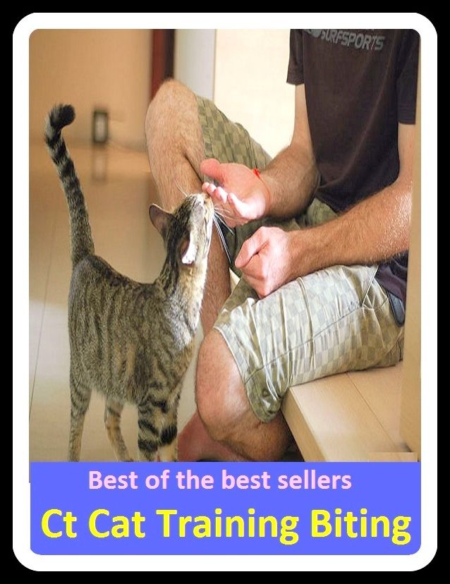 Best of the Best Sellers Cat Training Biting (Attic, witty, acerb, wintry, acerbic, winterlike, acidic, whimsical, acidulous, vital)
