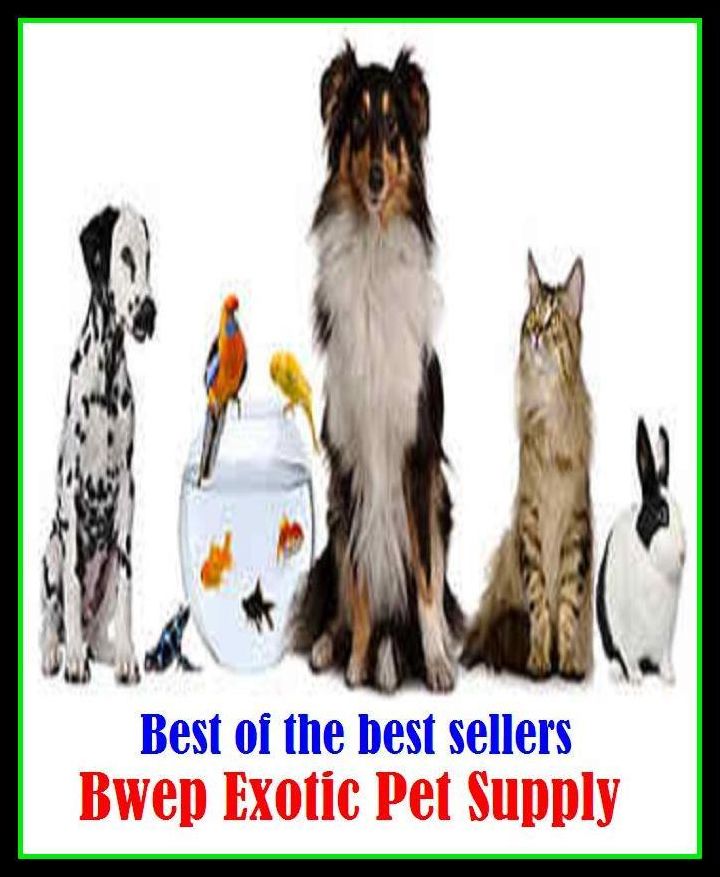Best of the best sellery Bwep Exotic Pet Supply ( alien, alluring, bizarre, colorful, curious, different, fascinating, glamorous, peculiar, romantic, strange )
