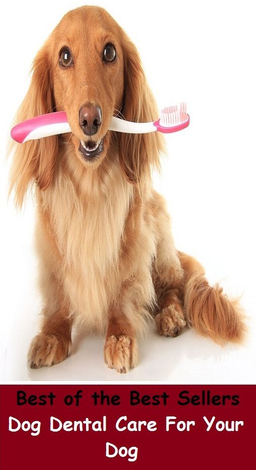 Best of the Best Sellers Dog Dental Care For Your DogDog Dental Care For Your Dog ( accented, wide, alveolar, vowellike, apico-alveolar, voiceless, articulated, vocoid, back, velar, bicuspid, unrounded, broad, twangy, central, toothy)