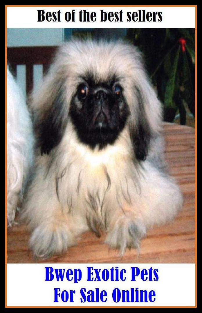 Best of the best seller Bwep Exotic Pets For Sale Online ( alien, alluring, bizarre, colorful, curious, different, fascinating, glamorous, peculiar, romantic, strange )