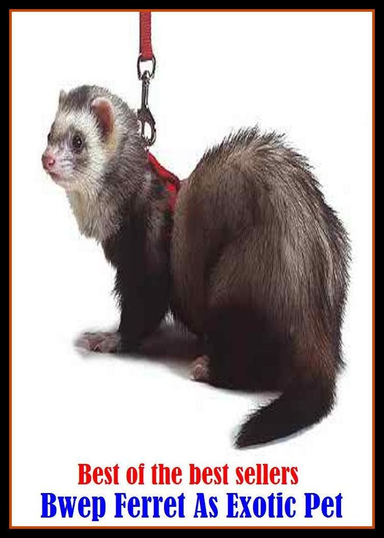 Best of the best sellery Bwep Ferret As Exotic Pet ( cherished, darling, rdear, deare, arendearing, favored, loved, preferred, special, affectionate )