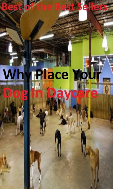 Best of the Best Sellers Why Place Your Dog In Daycare ( place of worship, place on a pedestal, place setting, place upright, place word, place-kick, place-kicker, place-kicking, place-name, place-proud)