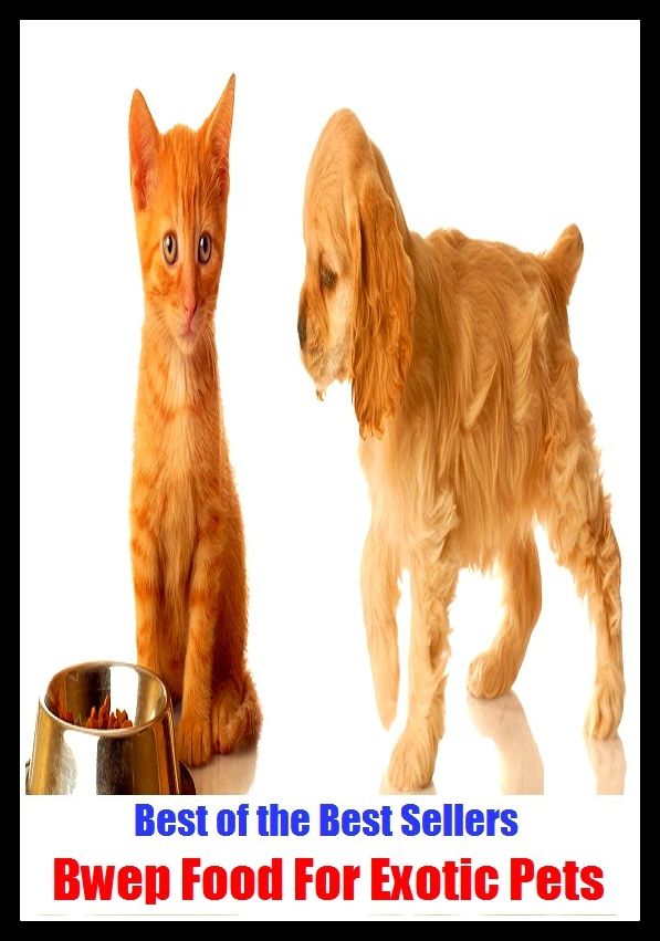 Best of the best sellery Bwep Food For Exotic Pets ( alien, alluring, bizarre, colorful, curious, different, fascinating, glamorous, peculiar, romantic, strange )