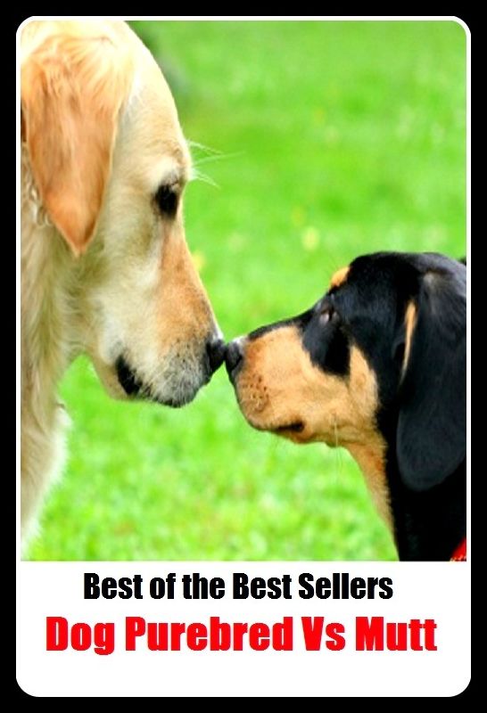 Anthologies: Best of the Best Sellers Dog Purebred Vs Mutt ( Dog, hound, canine, mongrel, mutt, cur, pup, puppy, doggy/doggie, pooch, furball, man's best friend )