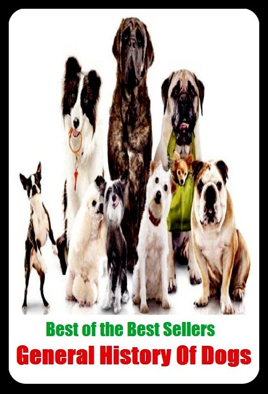 Pets: General History Of Dogs ( cats, dogs, background, dog behavior, documentary, history, pets )