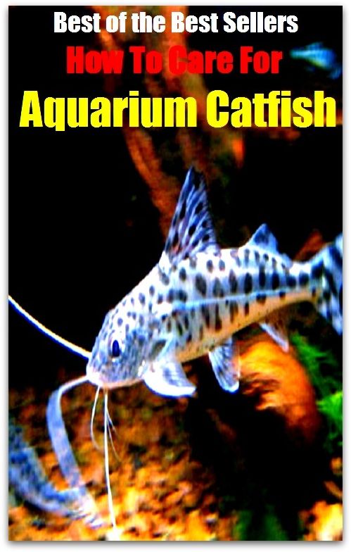 Best of the Best Sellers How To Care For Aquarium Catfish ( safekeeping, supervision, custody, charge, protection, control, responsibility, guardianship, wardship, help )