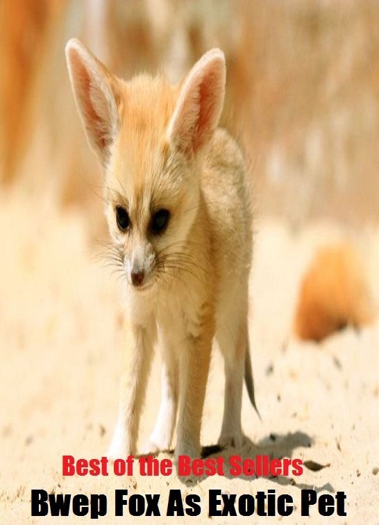 Best of the best seller Bwe Fox As Exotic Pet ( alien, alluring, bizarre, colorful, curious, different, fascinating, glamorous, peculiar, romantic, strange )