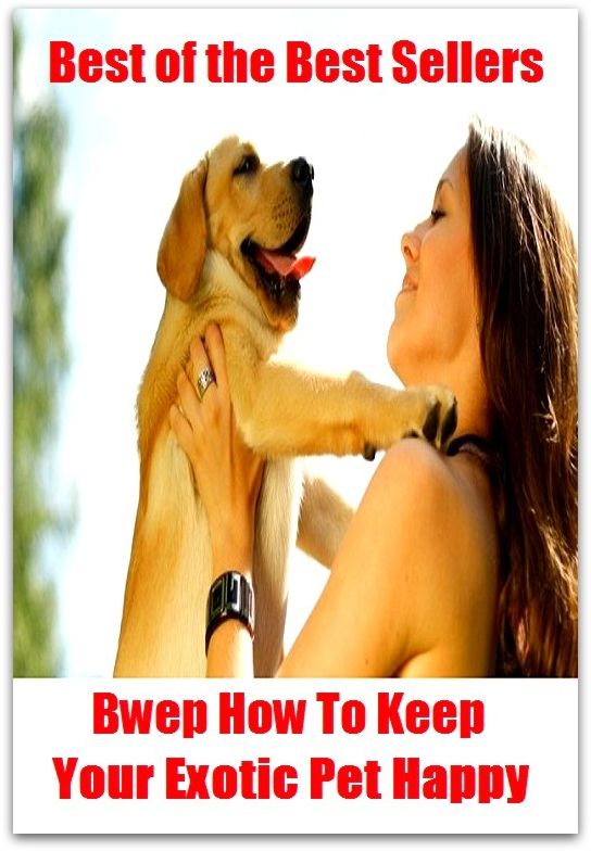 Best of the best seller Bwe How To Keep Your Exotic Pet Happy ( alien, alluring, bizarre, colorful, curious, different, fascinating, glamorous, peculiar, romantic, strange )