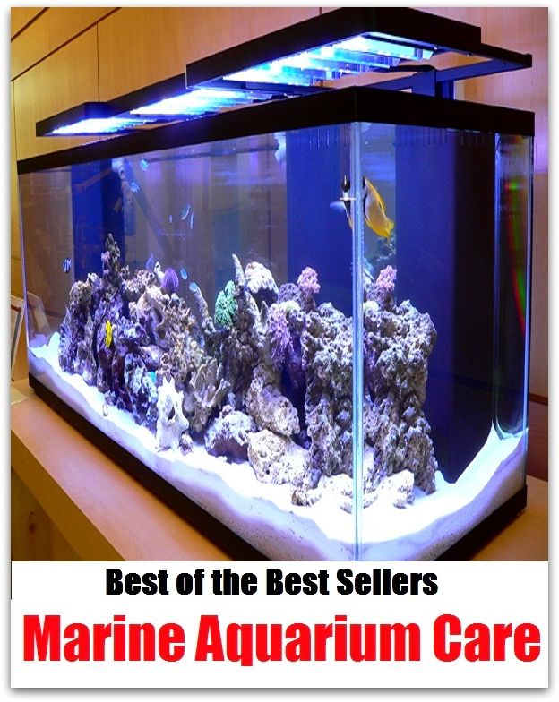 Best of the Best Sellers Marine Aquarium Care ( safekeeping, supervision, custody, charge, protection, control, responsibility, guardianship, wardship, help )