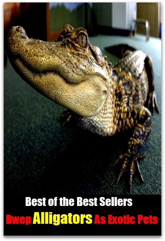 Best of the Best Sellers Bwe Alligators As Exotic Pets ( Pet, favorite, favored, cherished, dear to one's heart, particular, special, personal, caress, fondle, pat)
