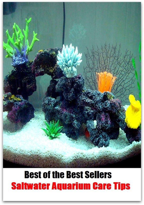 Best of the Best Sellers Saltwater Aquarium Care Tips ( safekeeping, supervision, custody, charge, protection, control, responsibility, guardianship, wardship, help )
