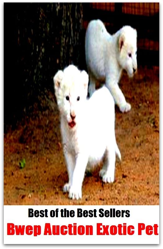 Best of the Best Sellers Bwe Auction Exotic Pet ( Pet, favorite, favored, cherished, dear to one's heart, particular, special, personal, caress, fondle, pat)
