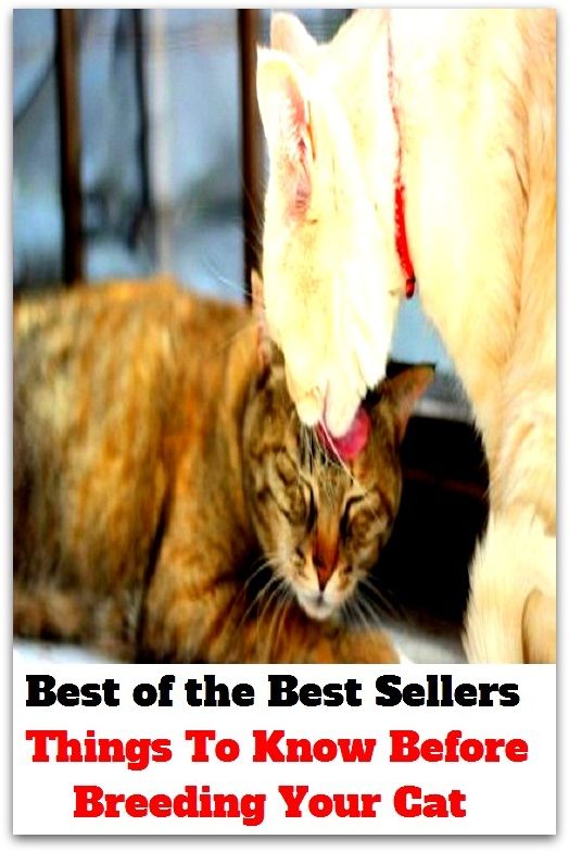 Best of the Best Sellers Things To Know Before Breeding Your Cat ( alpha decay, zootechny, animal rearing, xenogamy, atom-chipping, vocational education, atomic disintegration, training, atomization )