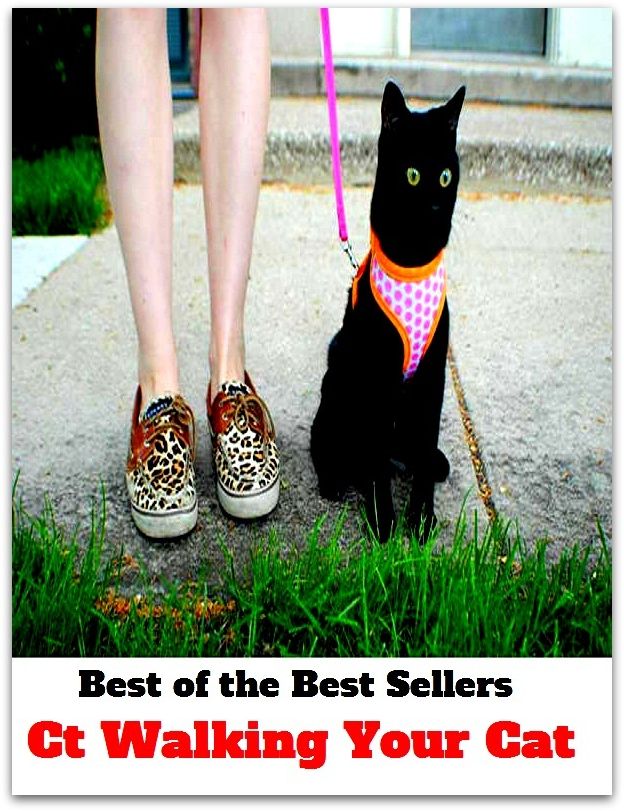 Best of the Best Sellers Ct Walking Your Cat ( ambling, wayfaring, ambulation, trudging, ambulatory, treading, circuit-riding, tramping, footing, touristic )