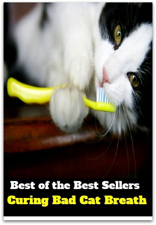Best of the Best Sellers Curing Bad Cat Breath ( Aqua-Lung, zephyr, afterdamp, wind, anima, whisper, animating force, whiff, artificial respiration, water vapor )