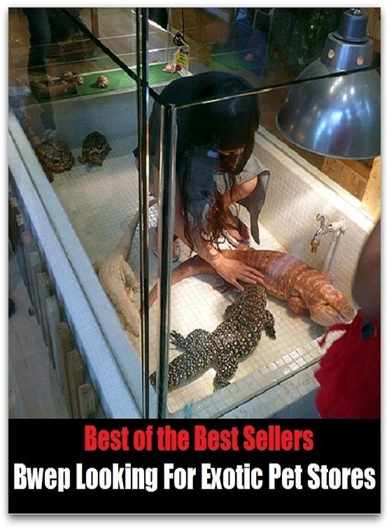 Best of the best seller Bwe Looking For Exotic Pet Stores ( alien, alluring, bizarre, colorful, curious, different, fascinating, glamorous, peculiar, romantic, strange )