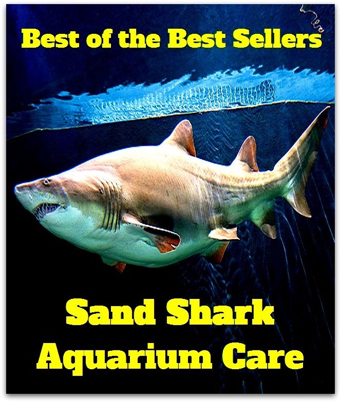Best of the Best Sellers Sand Shark Aquarium Care ( safekeeping, supervision, custody, charge, protection, control, responsibility, guardianship, wardship, help )