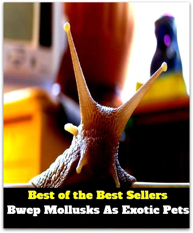 Best of the best seller Bwe Mollusks As Exotic Pets ( alien, alluring, bizarre, colorful, curious, different, fascinating, glamorous, peculiar, romantic, strange )