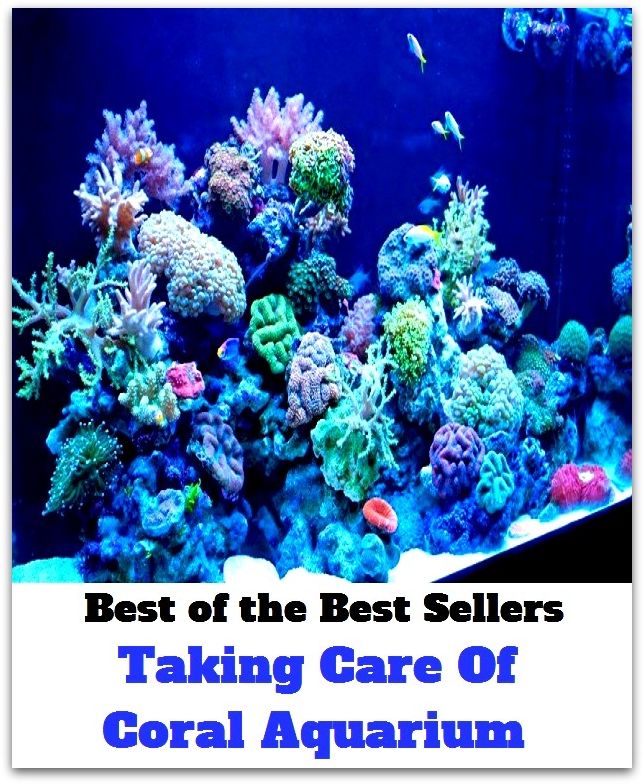 Best of the Best Sellers Taking Care Of Coral Aquarium ( safekeeping, supervision, custody, charge, protection, control, responsibility, guardianship, wardship, help )