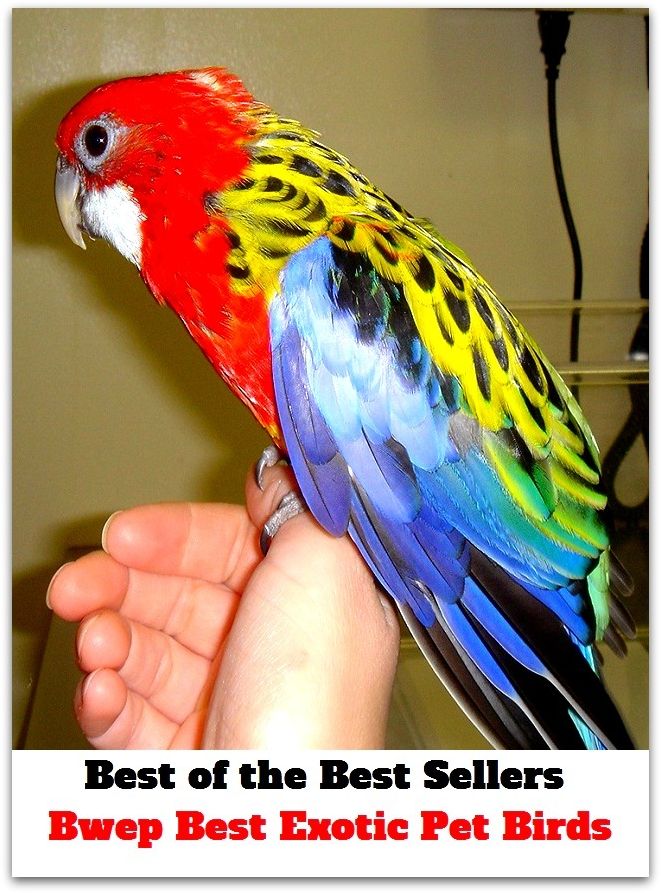 Best of the Best Sellers Bwe Best Exotic Pet Birds ( admired, white-haired, angel, well-liked, baby, wanton, beloved, treasured, buttercup, tiff, cherished )