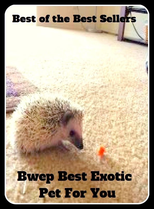 Pets: Best of the Best Sellers Bwep Best Exotic Pet For You ( Best, aristocracy, worst, bear the palm, whip, beat all hollow, very best, better, utmost, cap, upper crust, choice, unsurpassed)