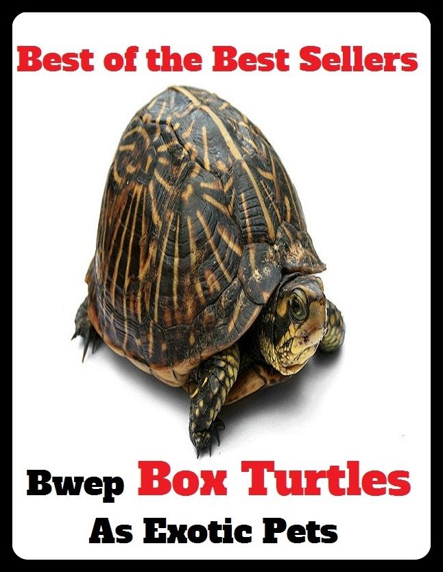 Pets: Best of the Best Sellers Bwep Box Turtles As Exotic Pets ( alien, witching, apart, winning, appetizing, vivid, at a distance, unrelated, away, unique )