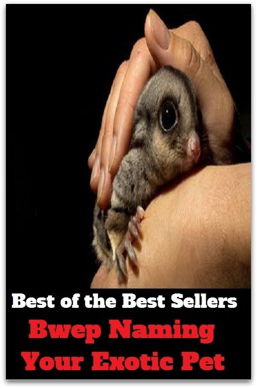 Pets: Best of the best sellery Bwep Naming Your Exotic Pet ( alien, alluring, bizarre, colorful, curious, different, fascinating, glamorous, peculiar, romantic, strange )