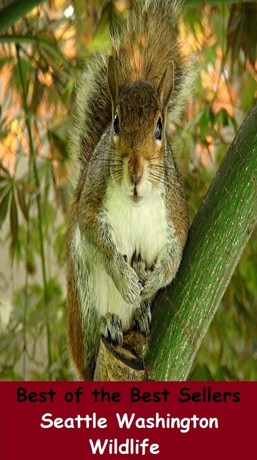 Best of the best sellers Seattle Washington Wildlife ( travel, driving, excursion, flying, movement, navigation, ride, sailing, sightseeing, tour, trip, journey, amusement, enjoyment, fun, hobby, pleasure, relaxation, refreshment )
