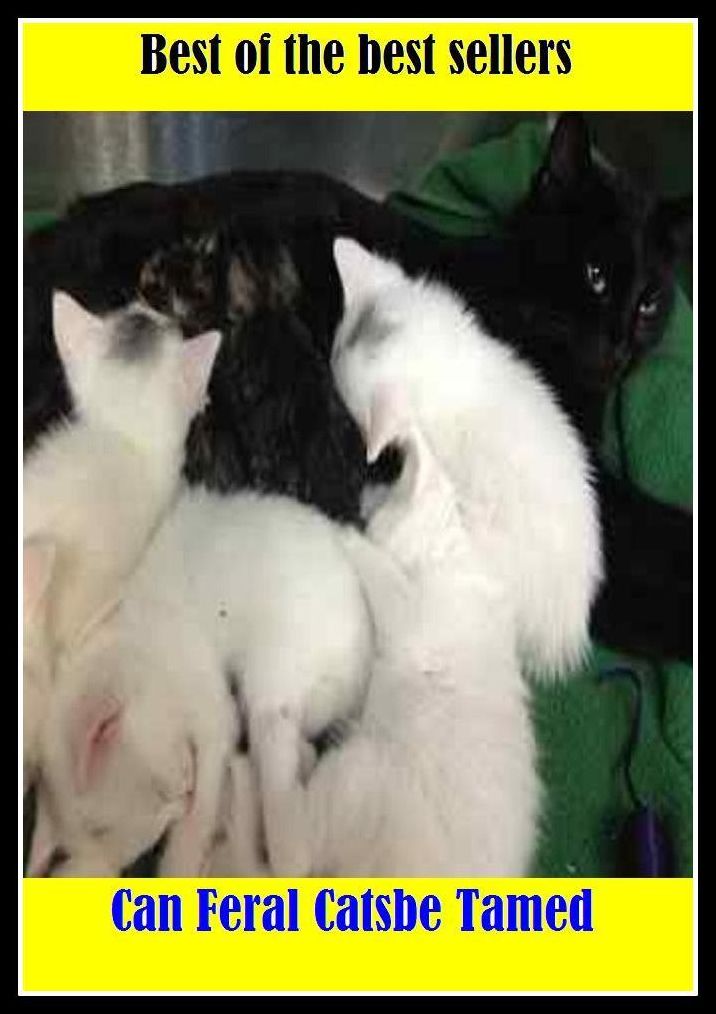 Best of the Best Sellers Can Feral Catsbe Tamed (campanology, can, can buoy, can do with, can do without, can haz, can hook, can i say, can it, can man)