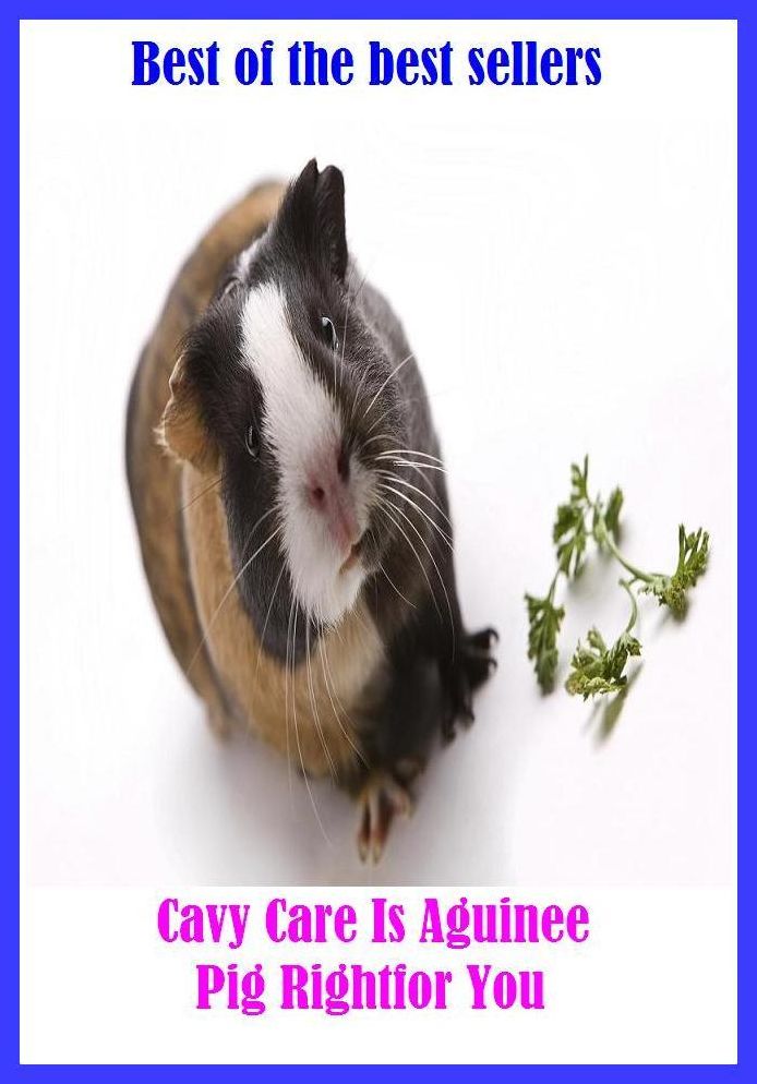 Best of the Best Sellers Cavy Care Is Aguinee Pig Rightfor You (Cavour, count Camilla Benson DE, Cavour, Piedmont, calcium, caves, cay, caw, candor, cawed, cawing, caw)