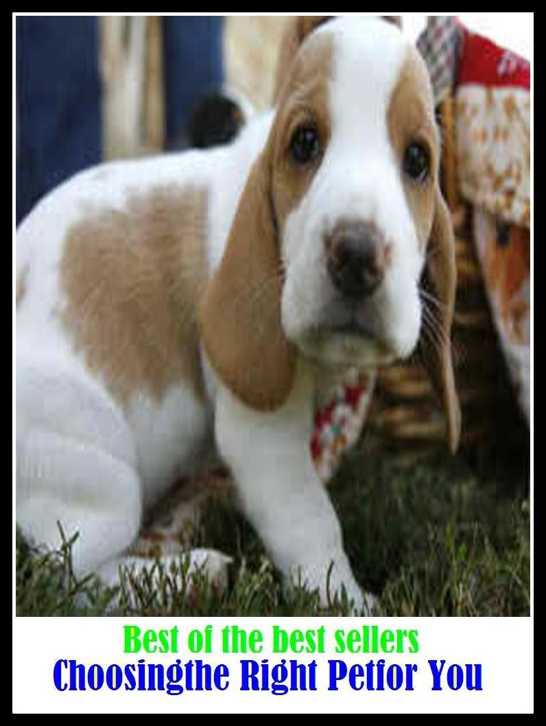Best of the Best Sellers Choosingthe Right Petfor You (chooser, choosey, choosiness, choosiness, choosing, choosy, schnozzle, chop, chop and change, chop down)