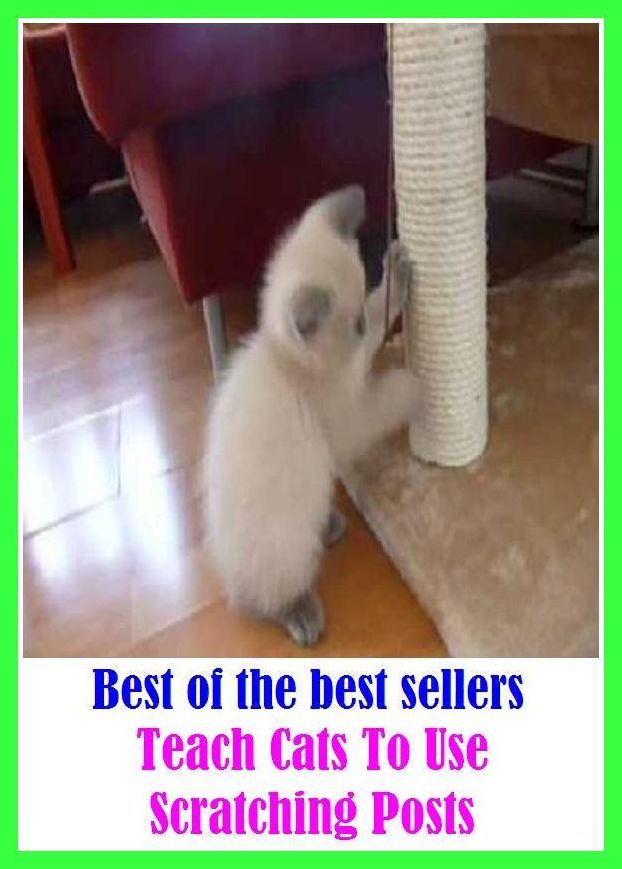 Best of the best sellers Teach Cats To Use Scratching Posts ( families, household, familial, domestic, relatives, households, dynasty, home, familiar, household-type, family-run, family-related, family-owned, kin, family-based, marital, clan, parents )