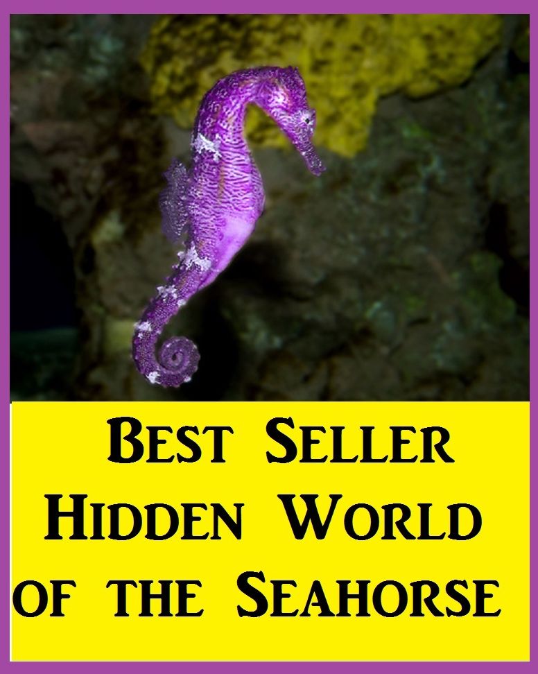 Best Seller Hidden World of the Seahorse ( sensual, bodily, physical, corporeal, photo, picture, snap, snapshot, image, photograph )