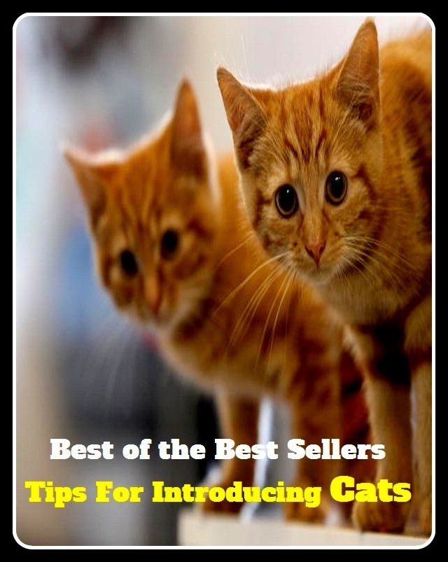 Best of the Best Sellers Tips For Introducing Cats ( agent, yeast, alterative, transmogrifier, ancestors, smith, architect, shaper, artist, raiser, begetter )